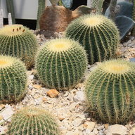 CactiPlayz